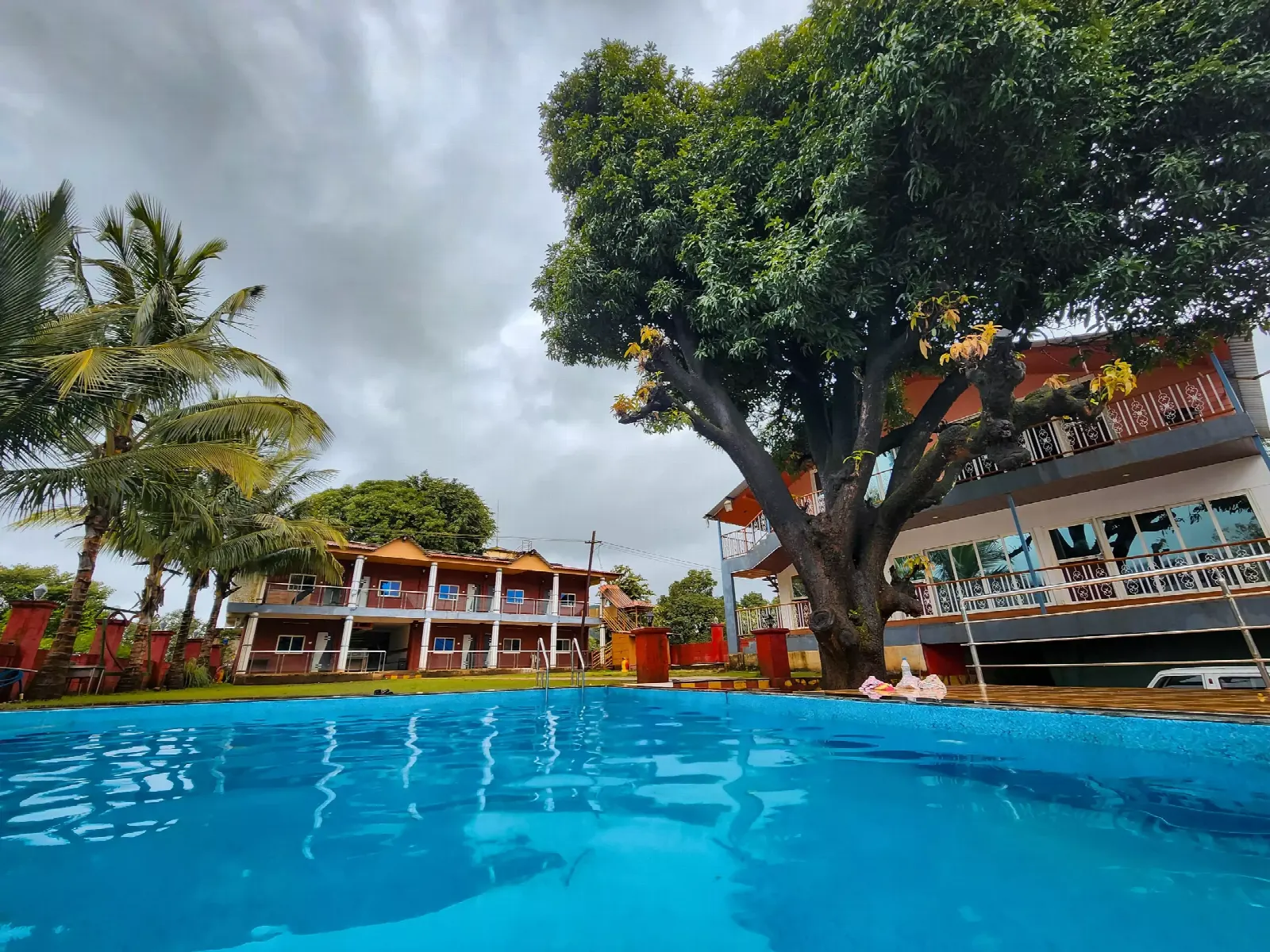 Resort pool beneath a century-old mango tree