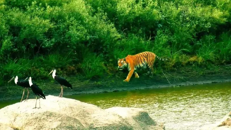 Koyna Wildlife Sanctuary near Tapola