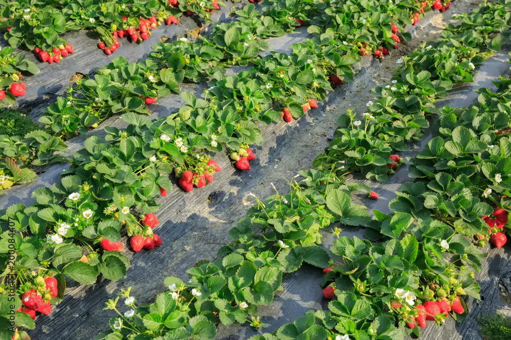 Rows of strawberry plants with ripe red fruit